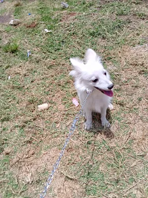 3-6 months Female Purebred Japanese Spitz