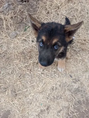 1-3 months Male Purebred German Shepherd