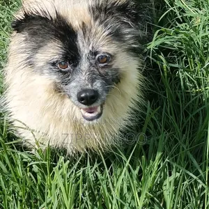 6-12 months Male Purebred Pomeranian