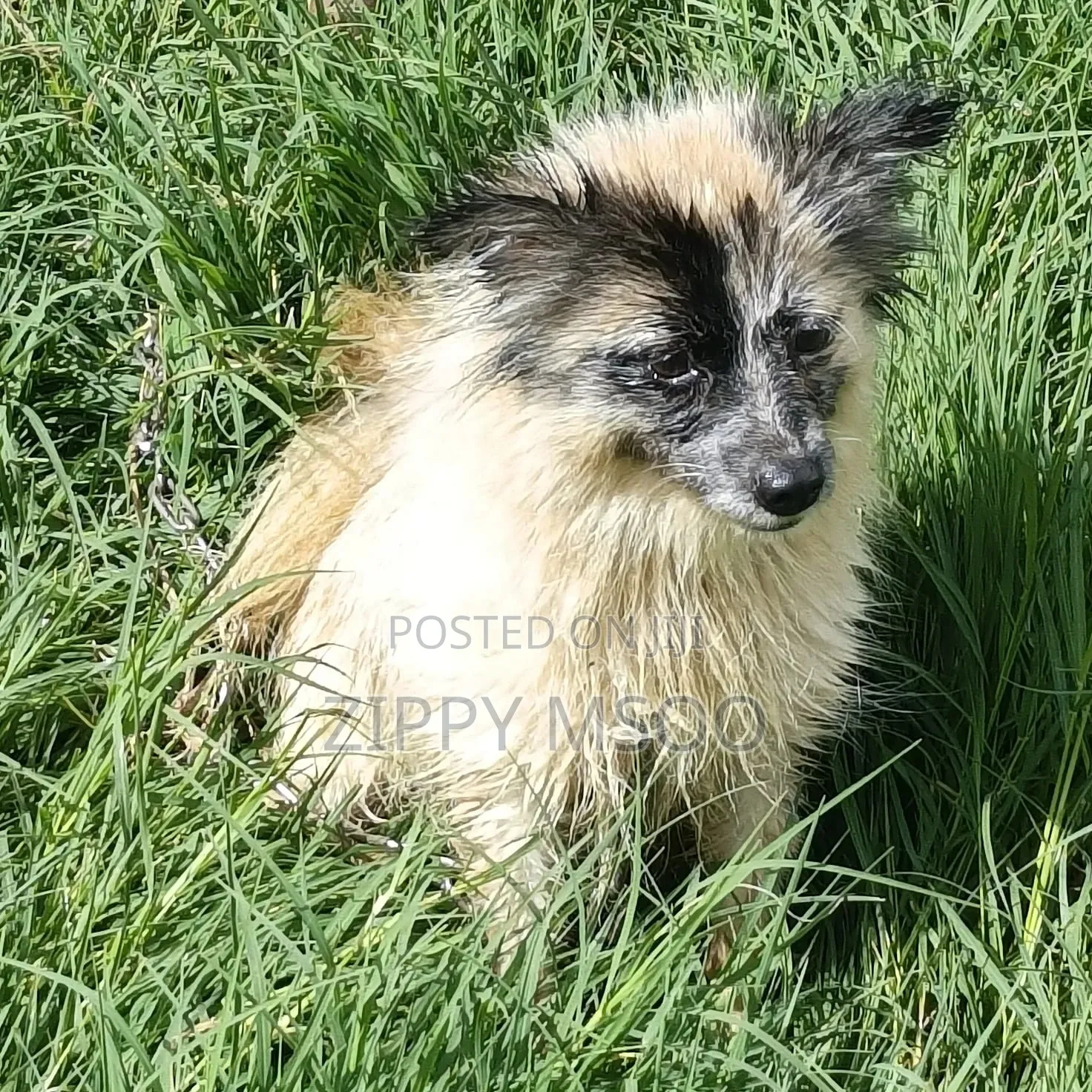6-12 months Male Purebred Pomeranian
