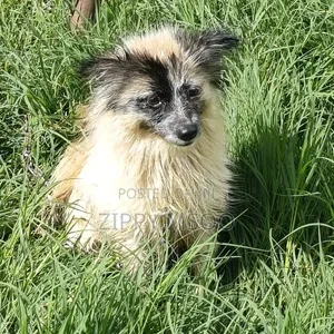 6-12 months Male Purebred Pomeranian