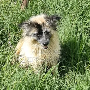 6-12 months Male Purebred Pomeranian