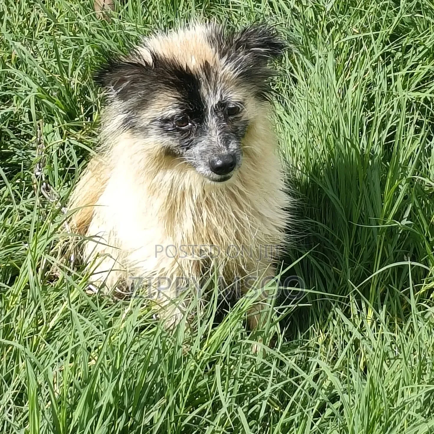 6-12 months Male Purebred Pomeranian