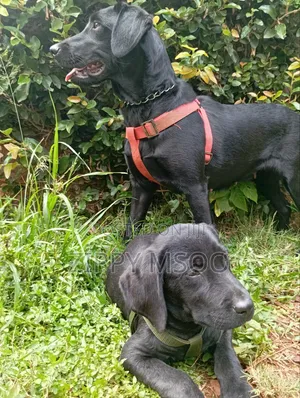 6-12 months Female Purebred Labrador Retriever