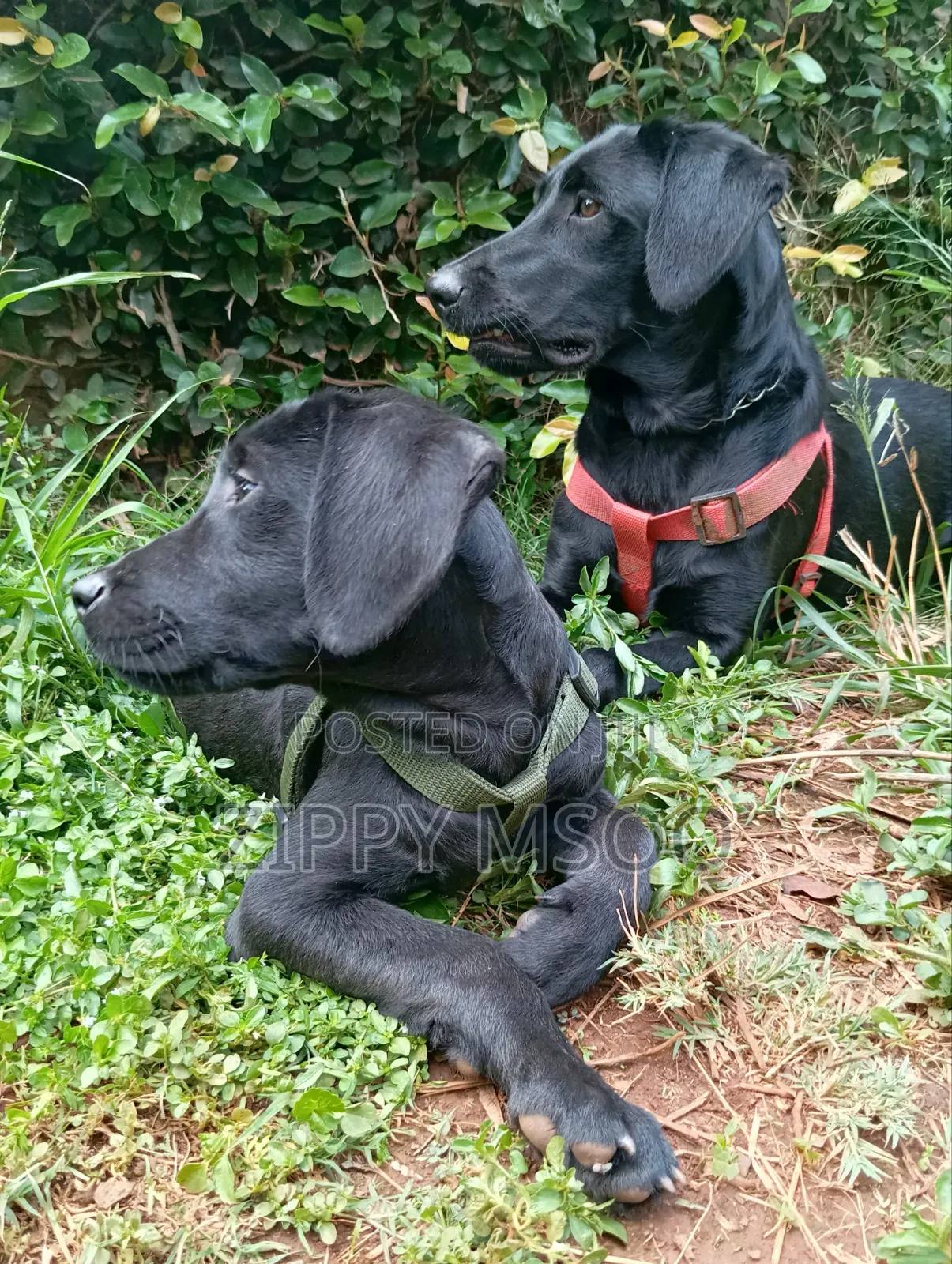 6-12 months Female Purebred Labrador Retriever
