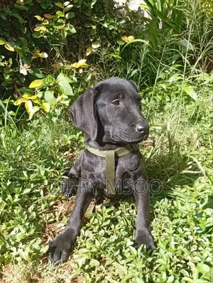 6-12 months Female Purebred Labrador Retriever