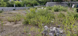This Plot Is 2 1/2 Acre Near Turtle Bay Watamu Villa Mapenzi Road Ask