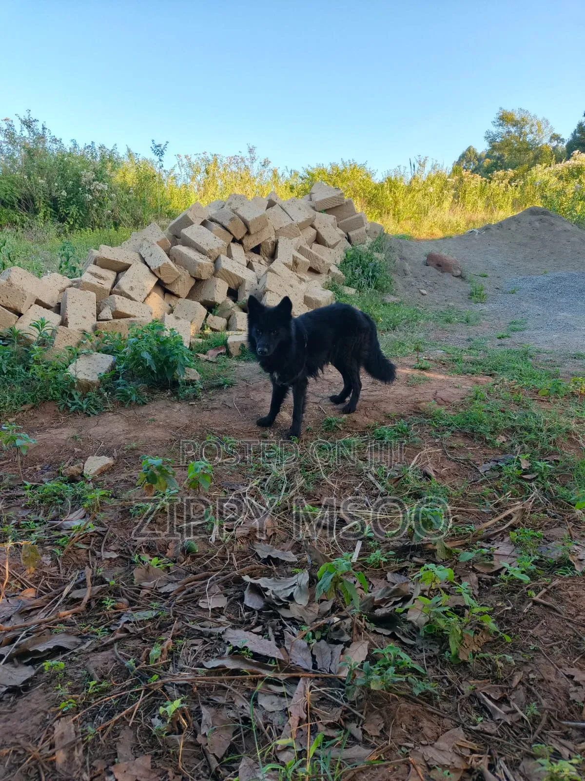 6-12 months Male Purebred German Shepherd