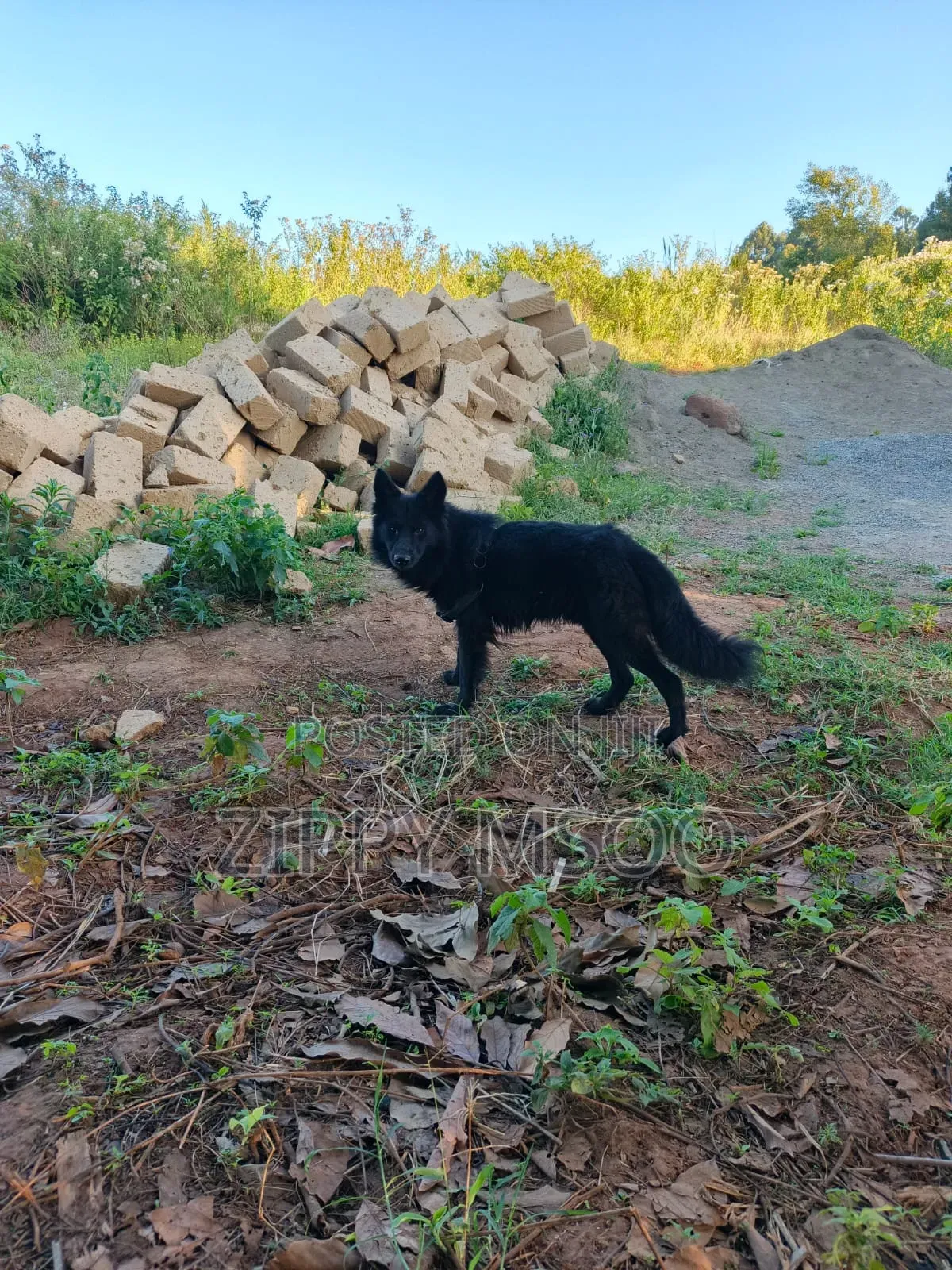 6-12 months Male Purebred German Shepherd