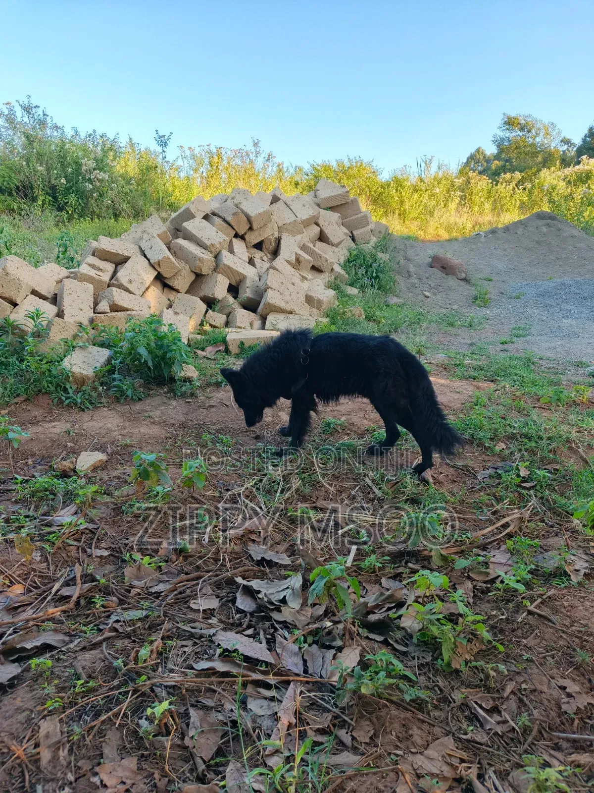 6-12 months Male Purebred German Shepherd