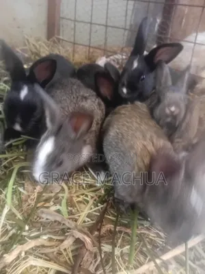 Rabbit for Sale