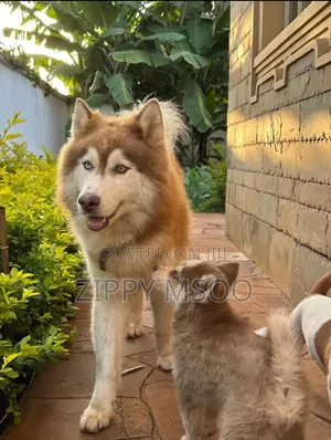 6-12 months Male Purebred Siberian Husky