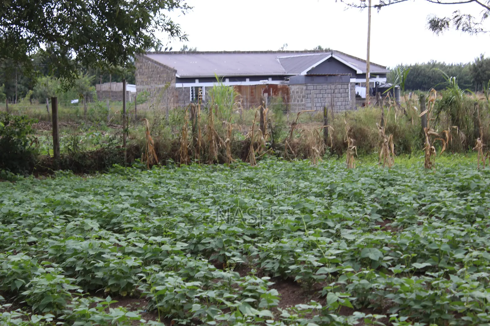 Mang'u Mastoo 50 X 100 Plots for Sale