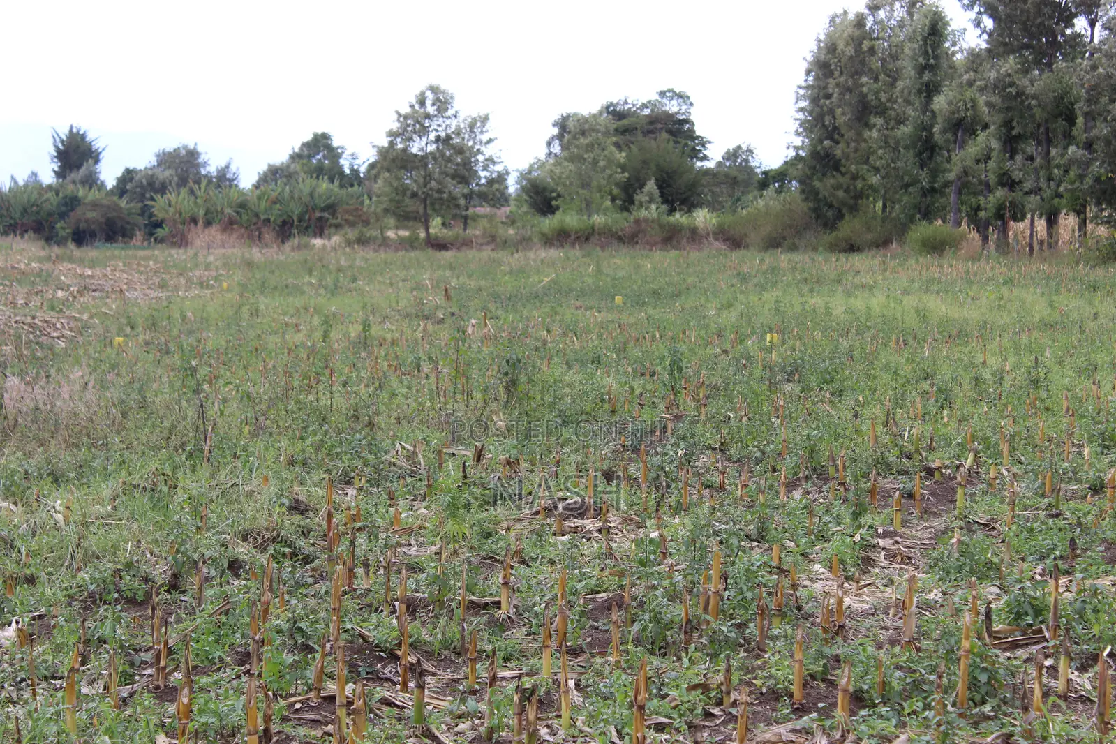 Mang'u Mastoo 50 X 100 Plots for Sale