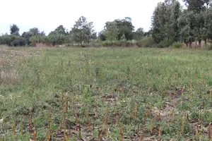 Mang'u Mastoo 50 X 100 Plots for Sale