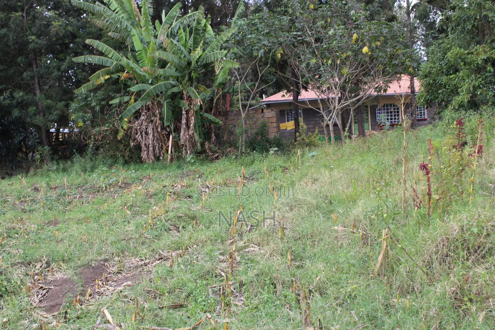 Mang'u Mastoo 50 X 100 Plots for Sale