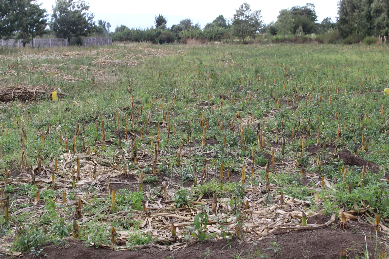 Mang'u Mastoo 50 X 100 Plots for Sale