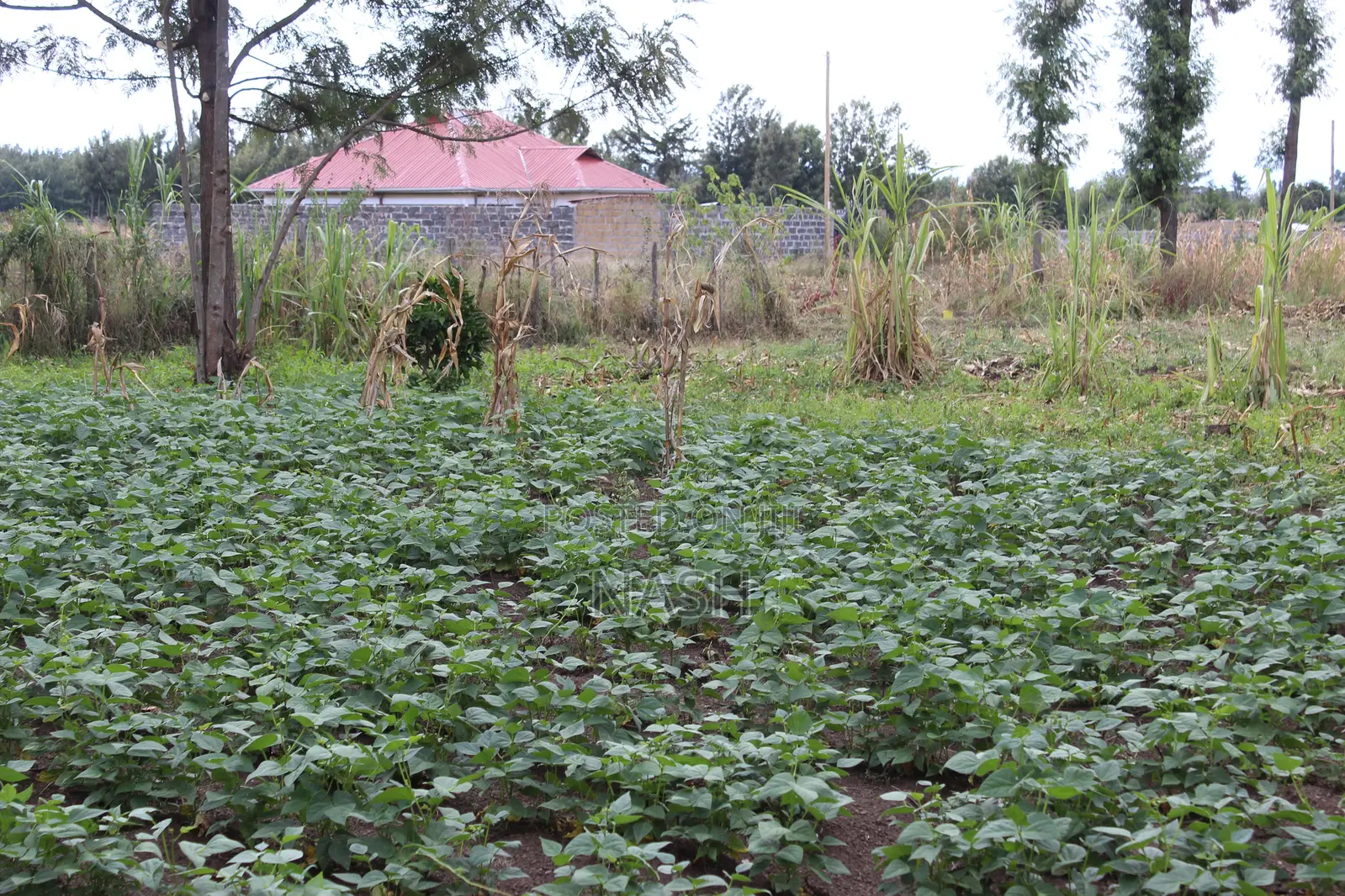 Mang'u Mastoo 50 X 100 Plots for Sale