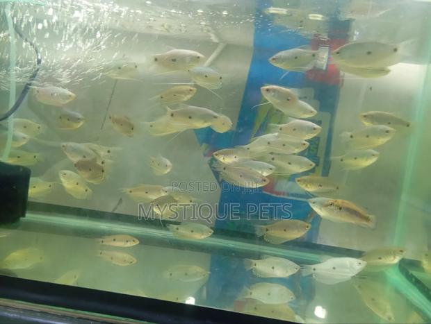 Gouramy Fish - main view