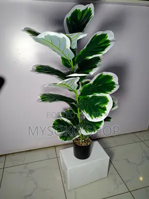 Variegated Fiddle Leave