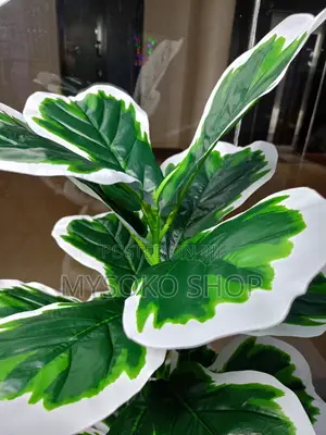 Variegated Fiddle Leave