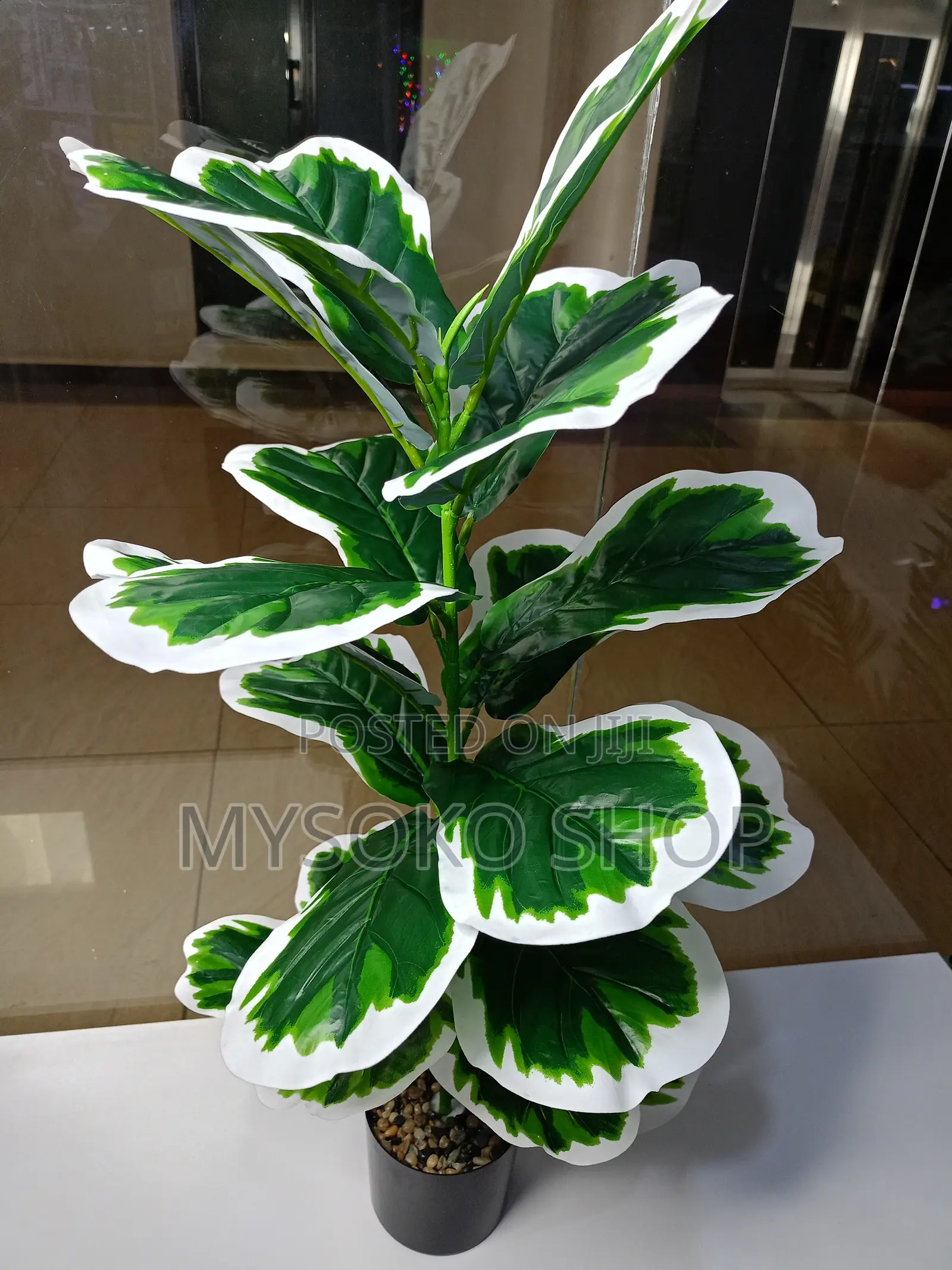Variegated Fiddle Leave