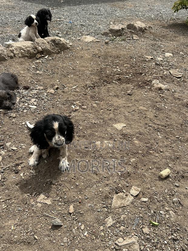 3-6 months Male Purebred Cocker Spaniel