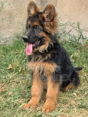 1-3 months Male Purebred German Shepherd