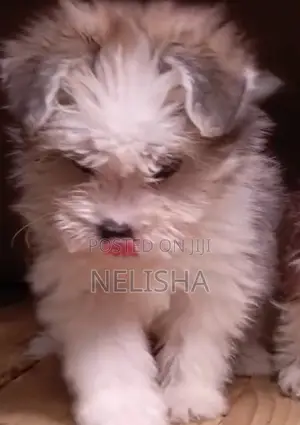 1-3 months Female Purebred Havanese