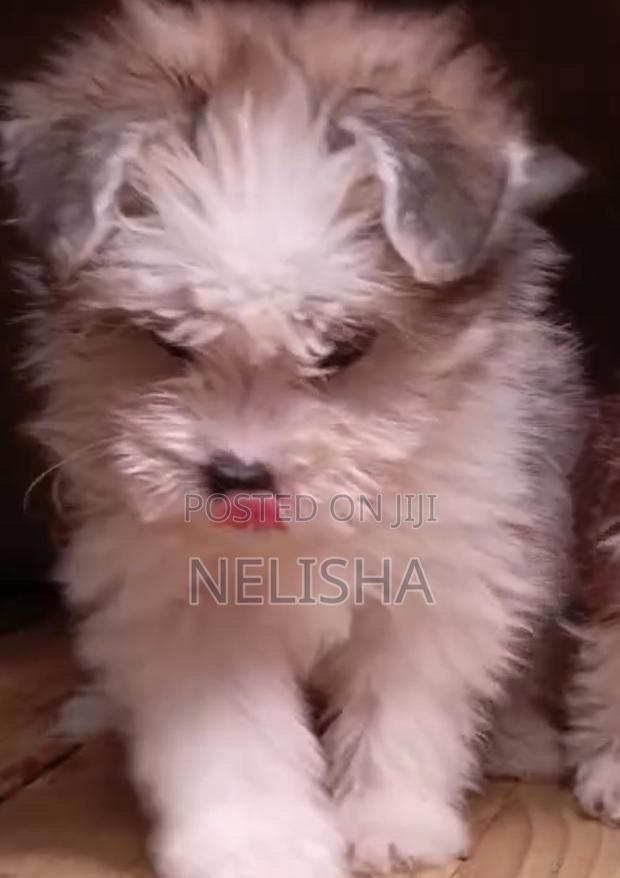1-3 months Female Purebred Havanese