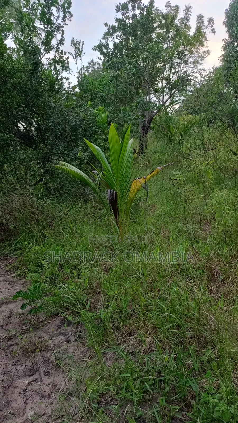 Shamba for Farming