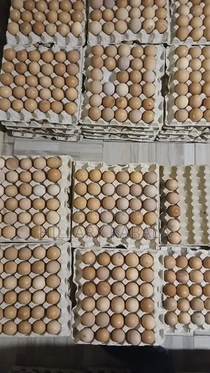 Eggs Per Tray