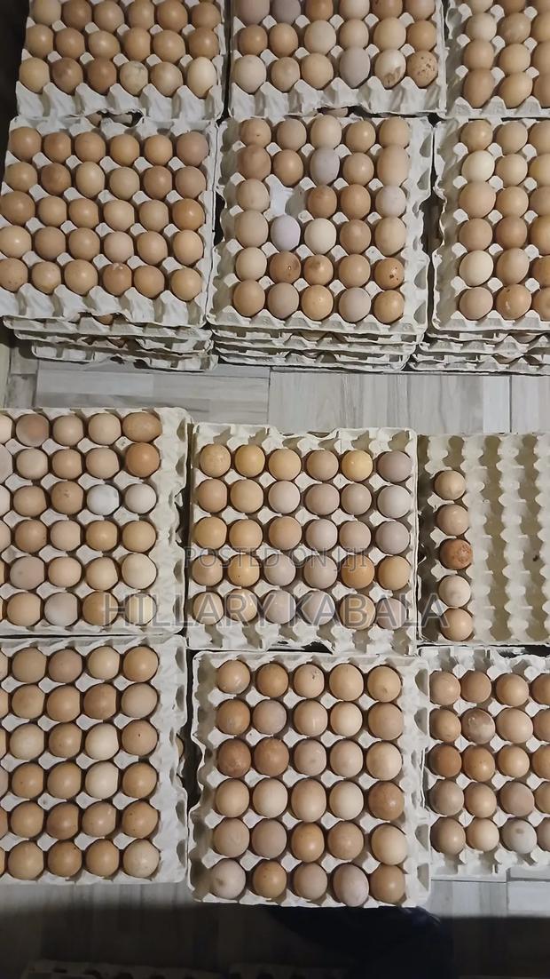 Eggs Per Tray