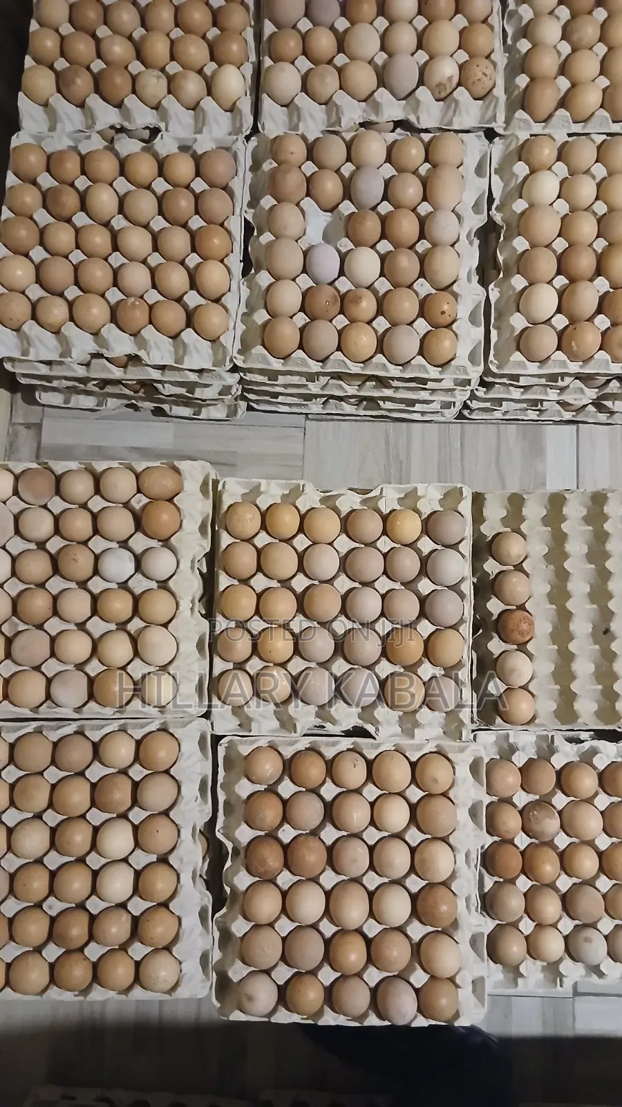 Eggs Per Tray