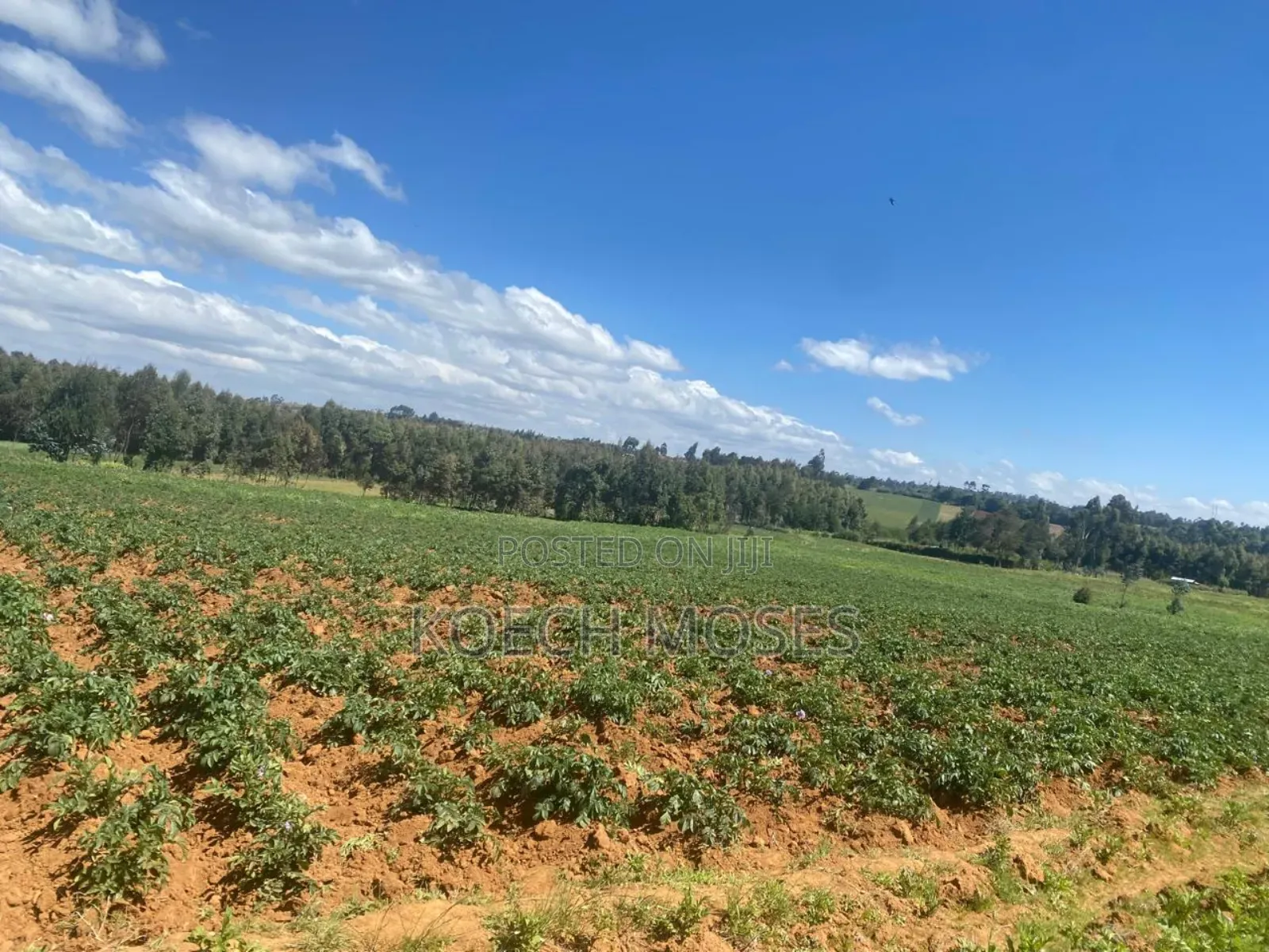 5.5 Acres of Land for Sale in Kuresoi North