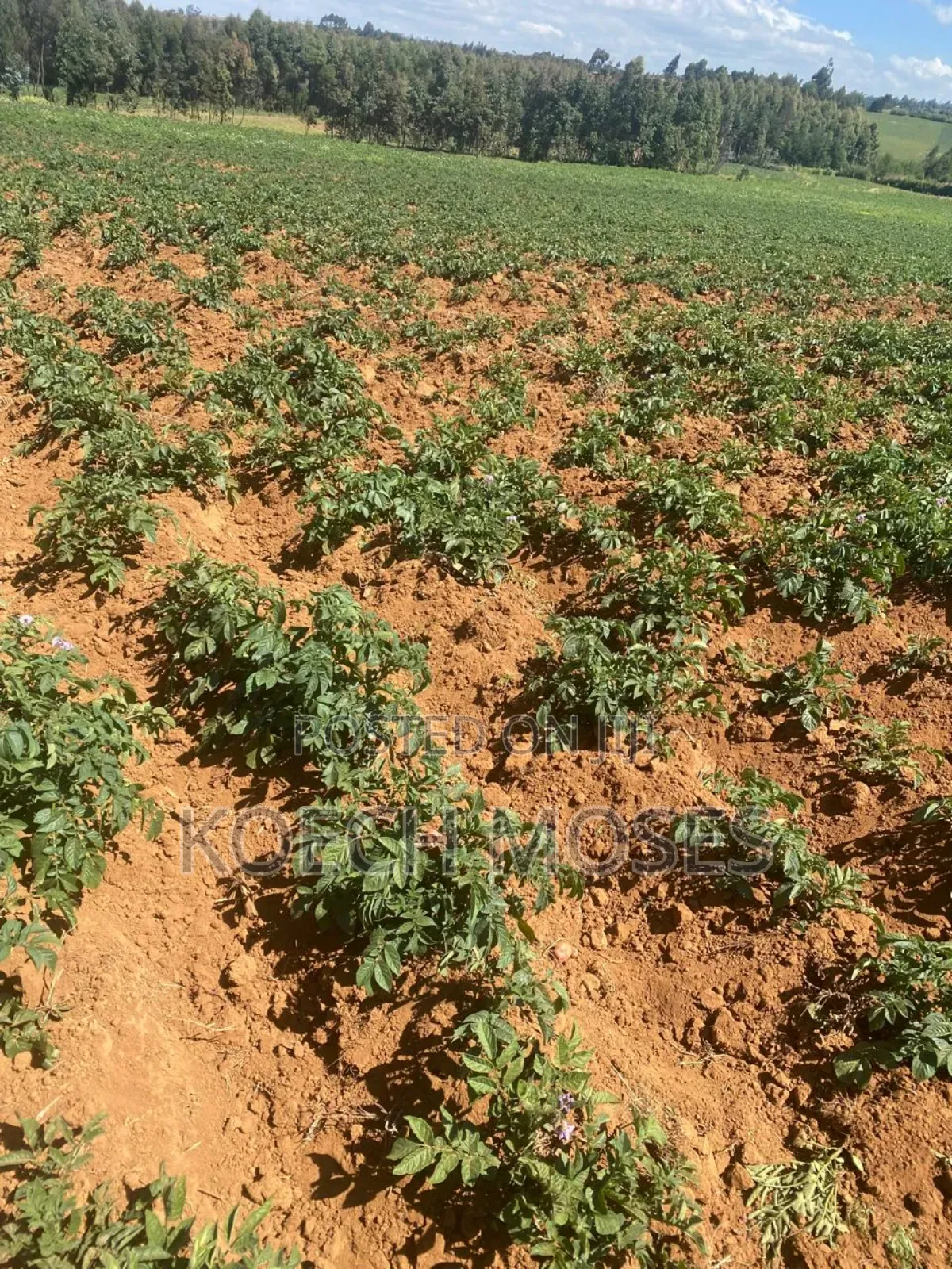 5.5 Acres of Land for Sale in Kuresoi North