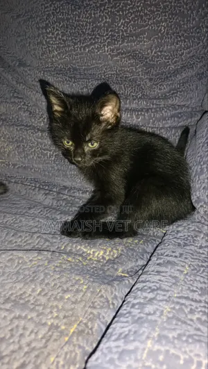 1-3 months Male Purebred Bombay
