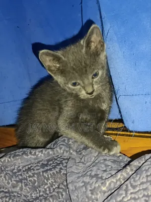1-3 months Male Purebred Bombay