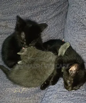 1-3 months Male Purebred Bombay