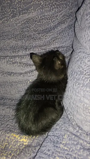 1-3 months Male Purebred Bombay
