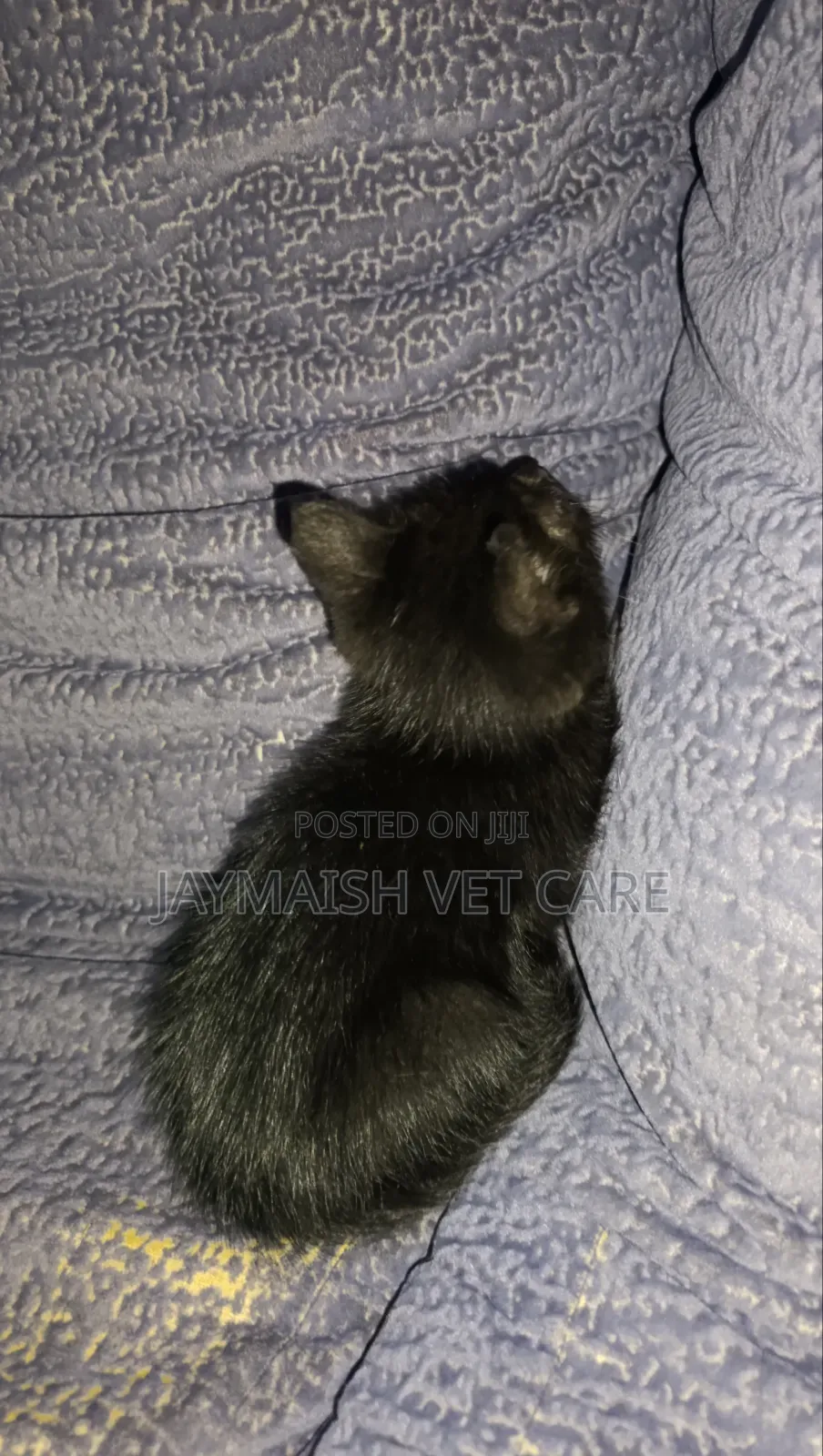 1-3 months Male Purebred Bombay
