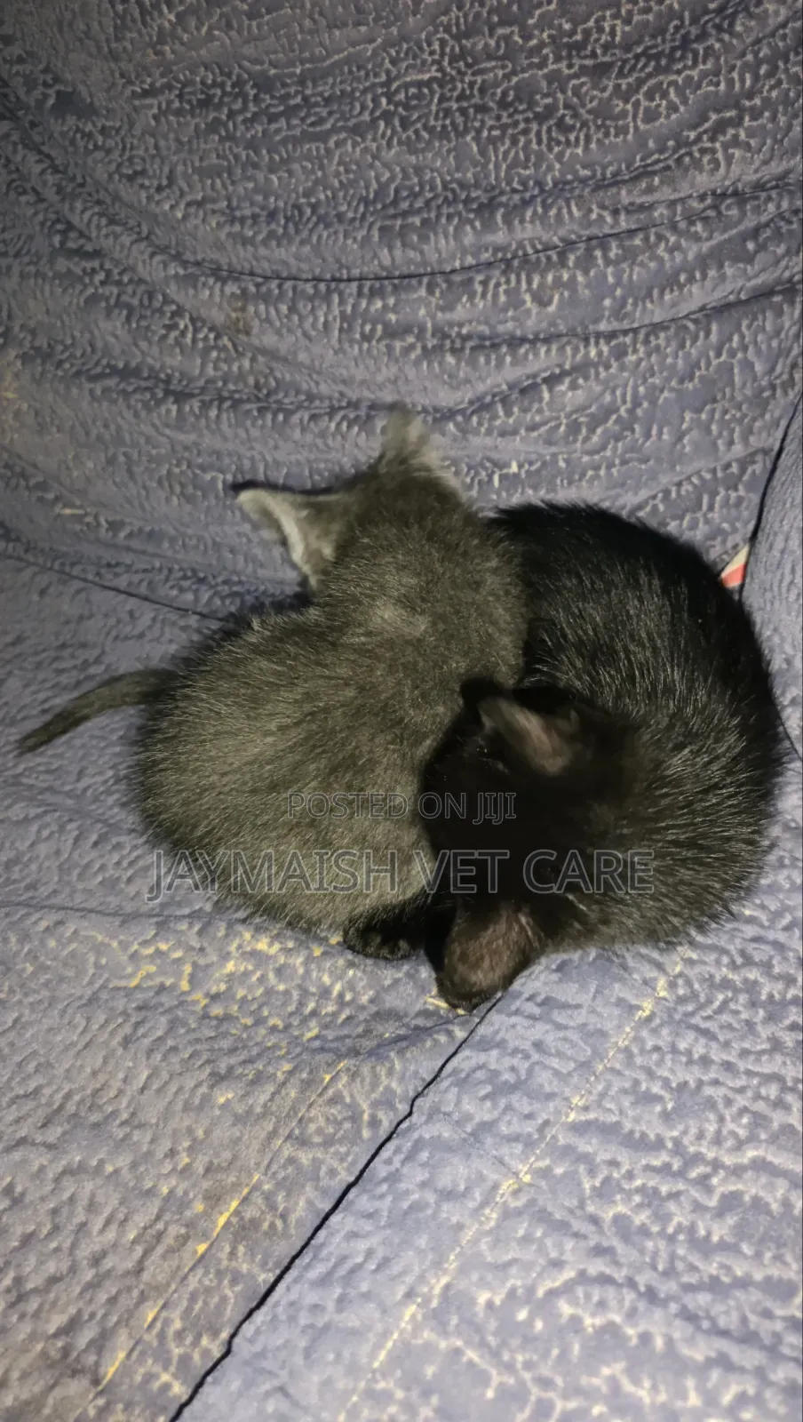 1-3 months Male Purebred Bombay