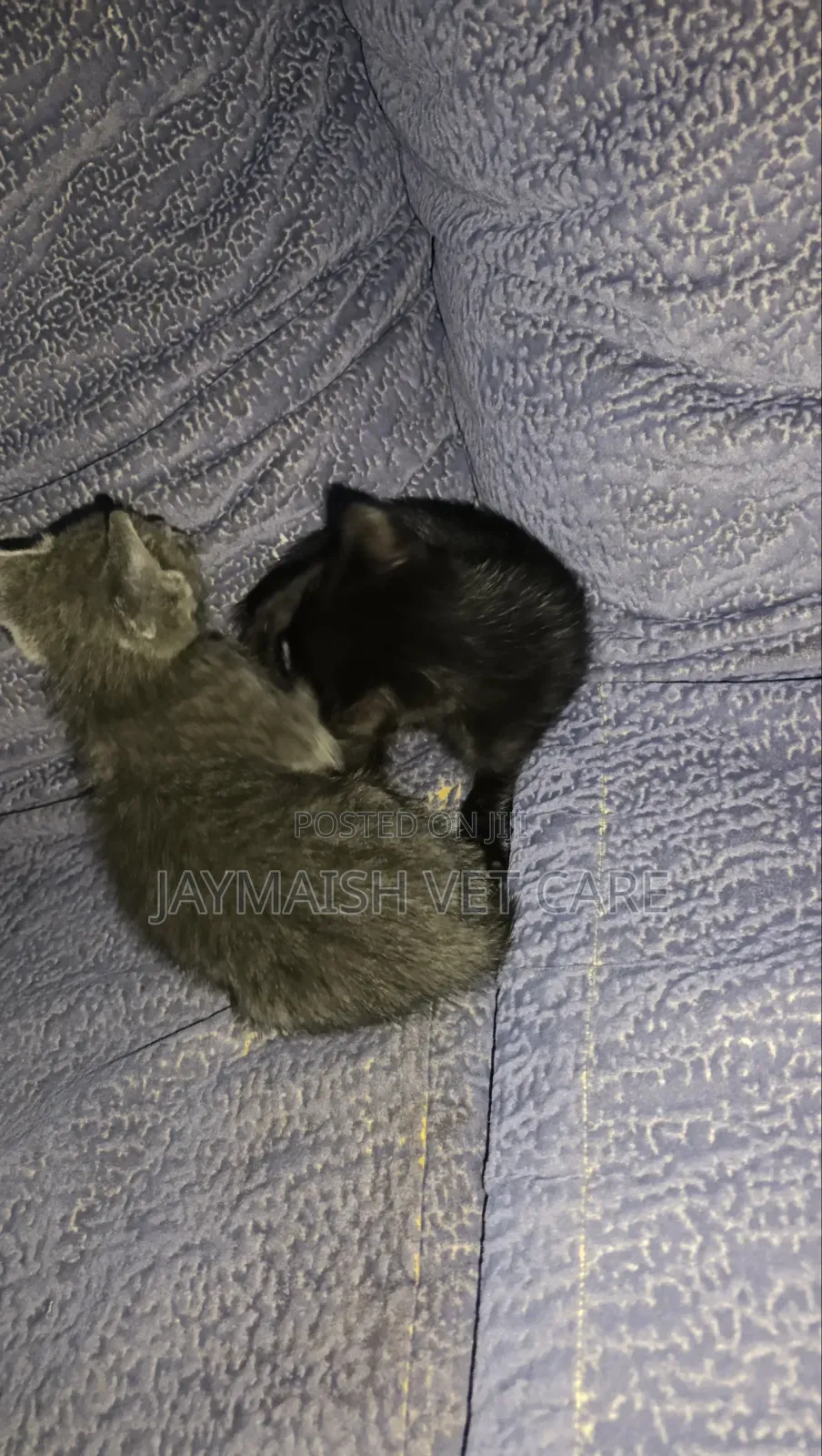 1-3 months Male Purebred Bombay