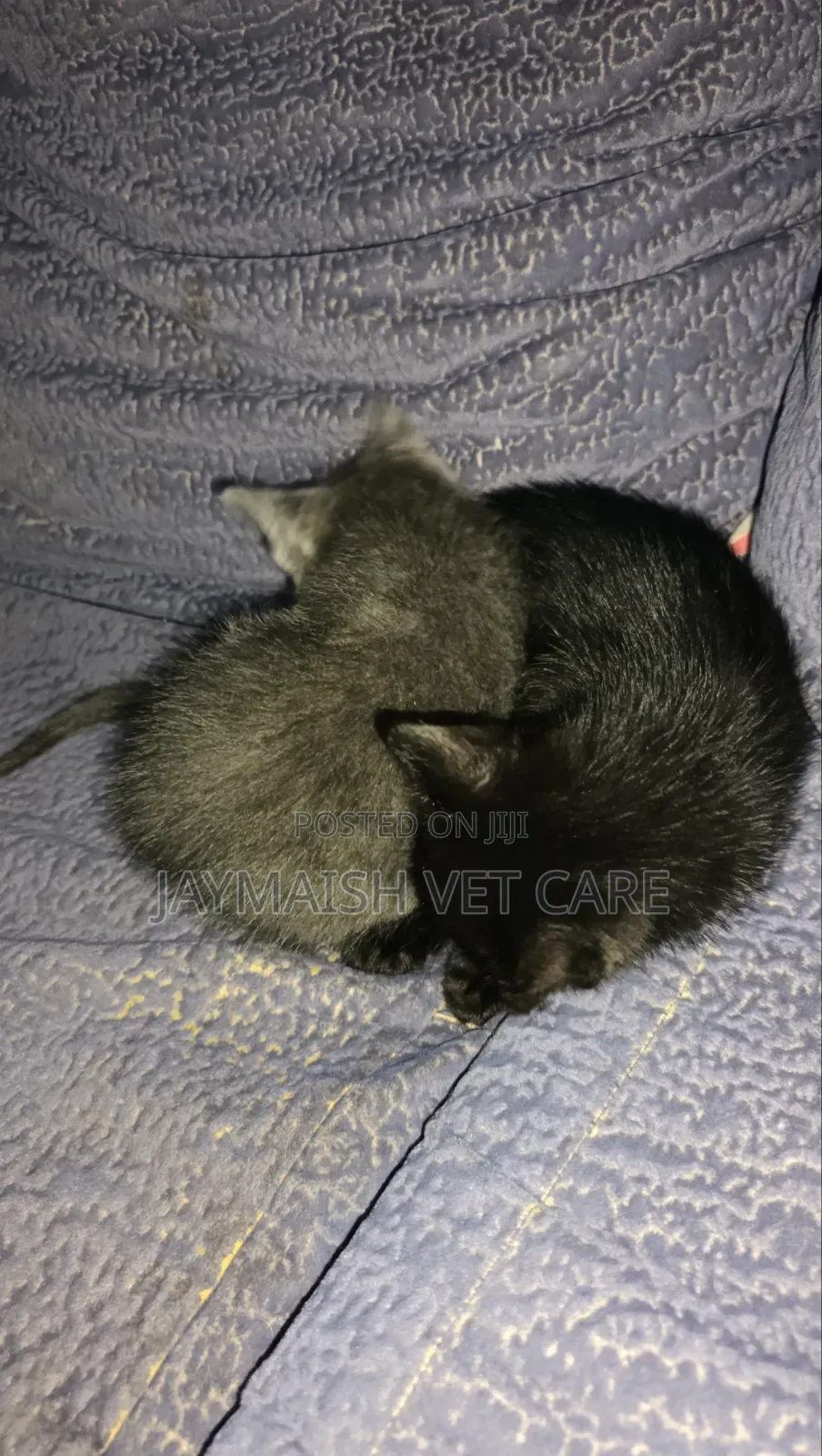 1-3 months Male Purebred Bombay
