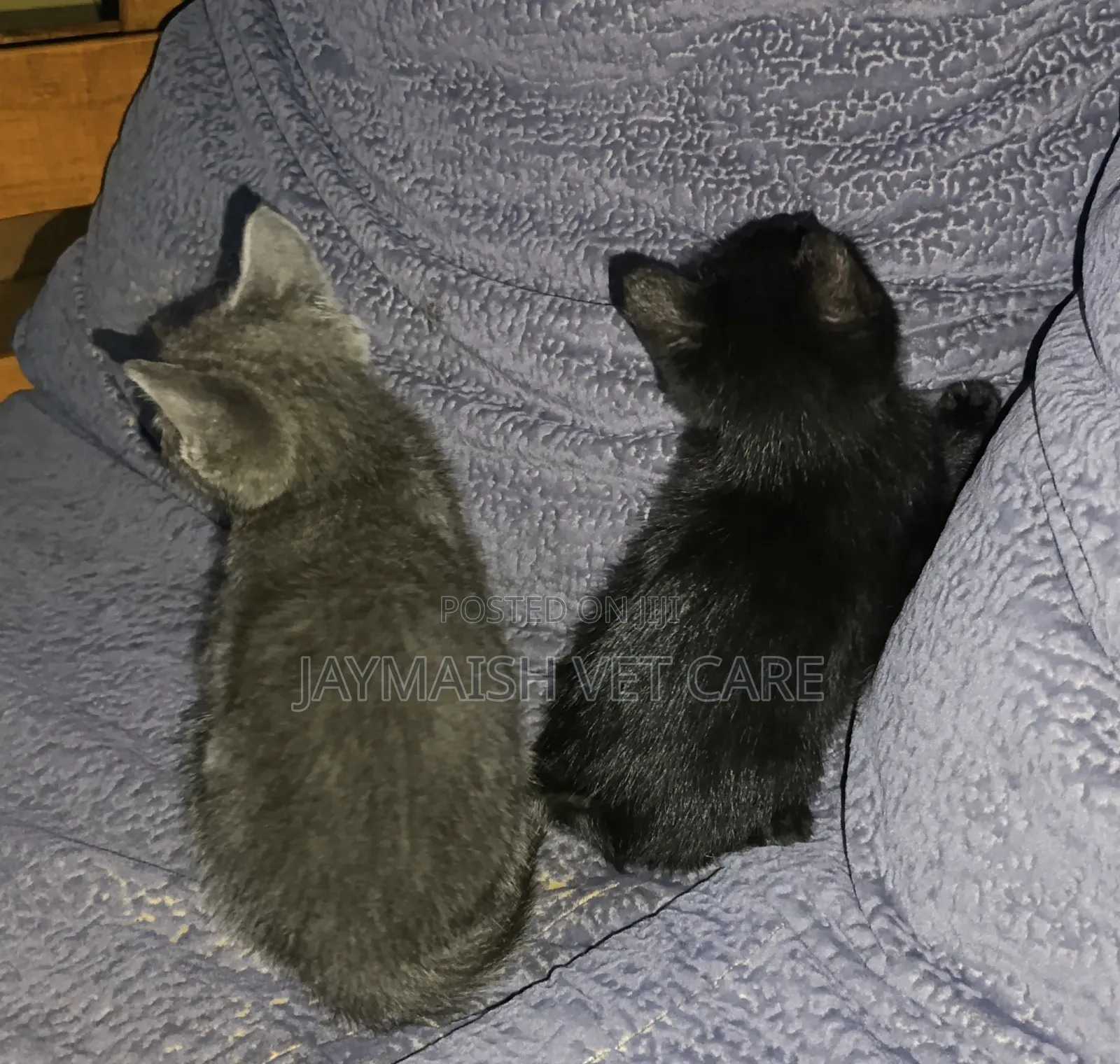 1-3 months Male Purebred Bombay