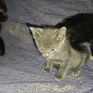 1-3 months Male Purebred Bombay
