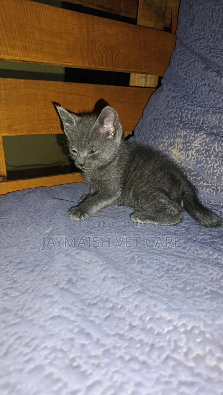 1-3 months Male Purebred Bombay