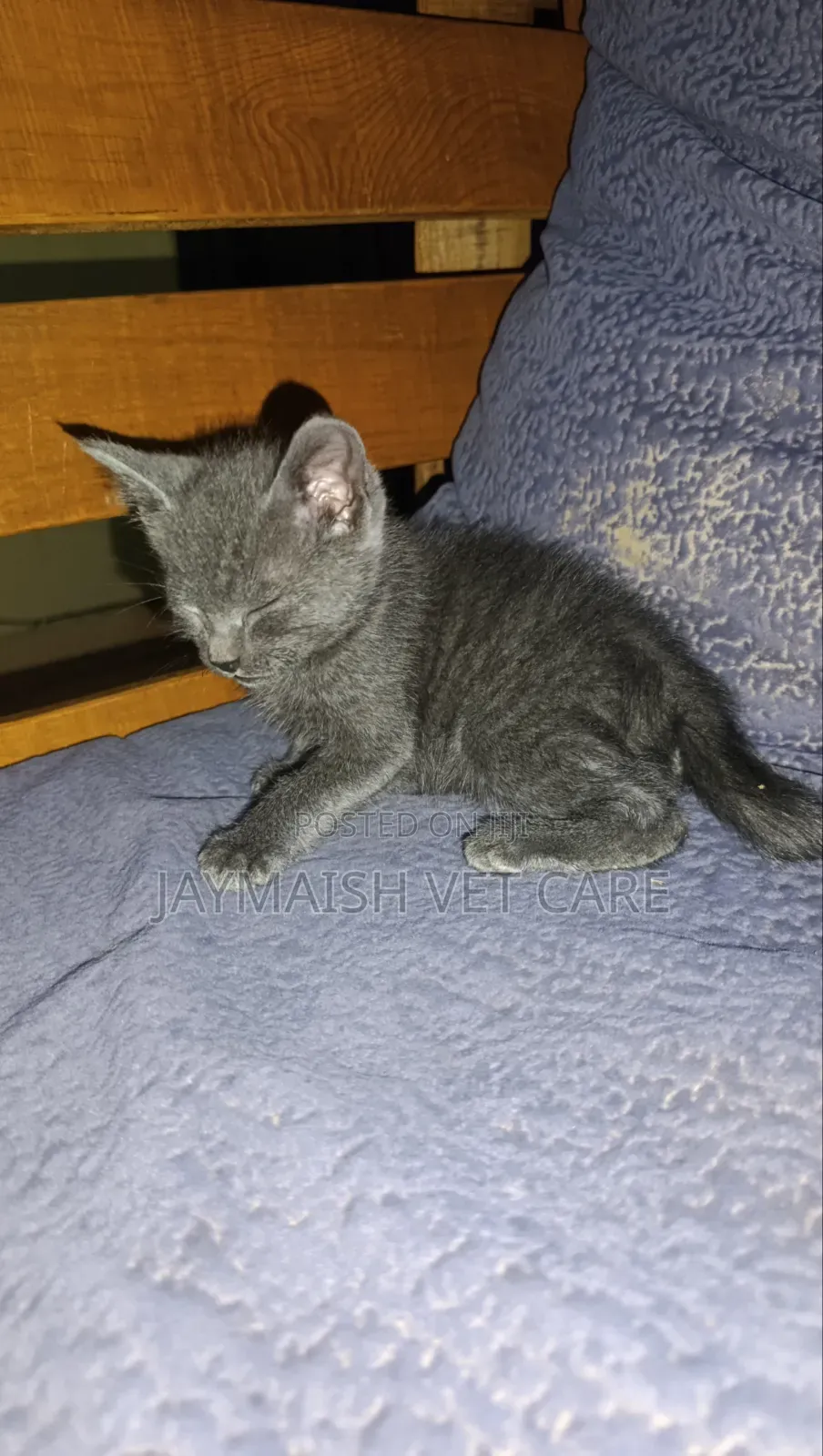 1-3 months Male Purebred Bombay
