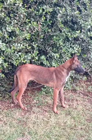 3-6 months Male Purebred Belgian Malinois