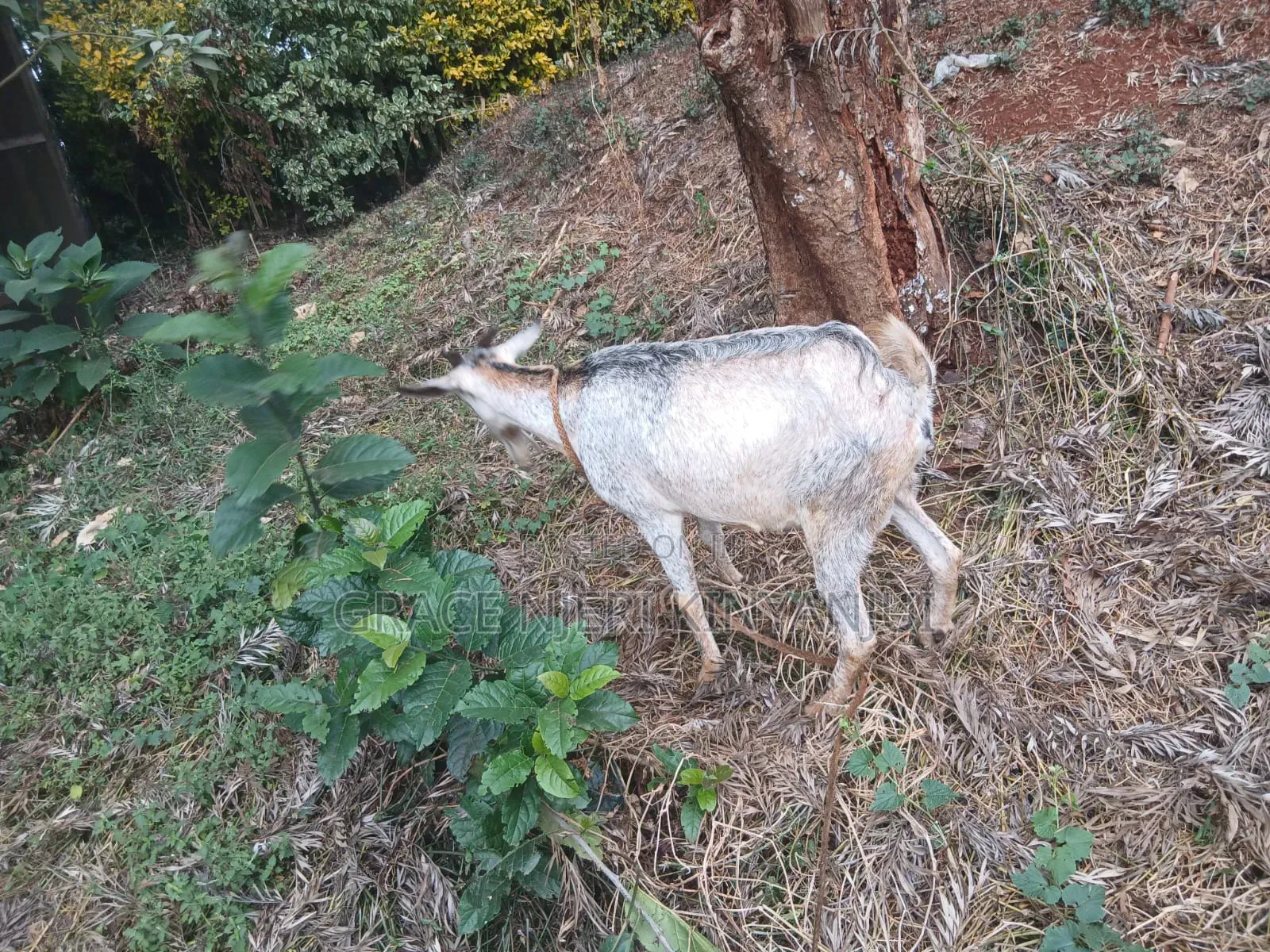 Dairy Goats